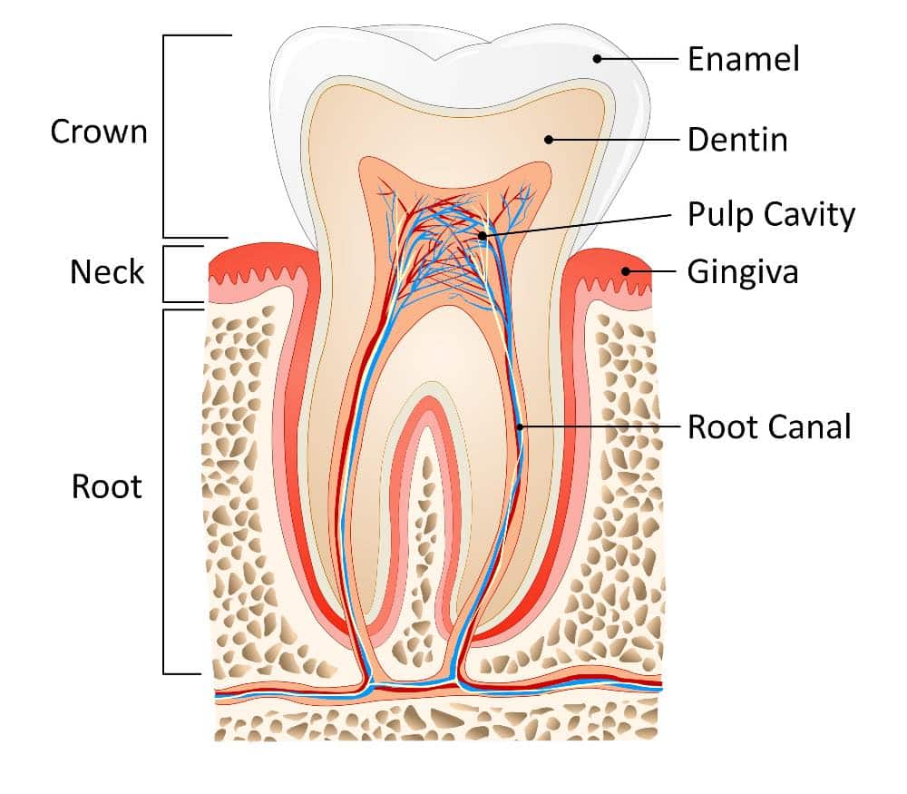 Cross Section of a Tooth